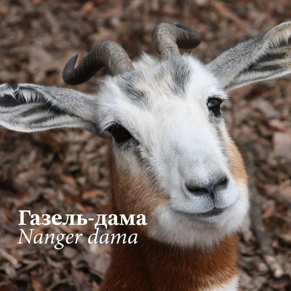 Газель-дама, или сахарская газель (Nanger dama) — один из редчайших представителей подсемейства наст