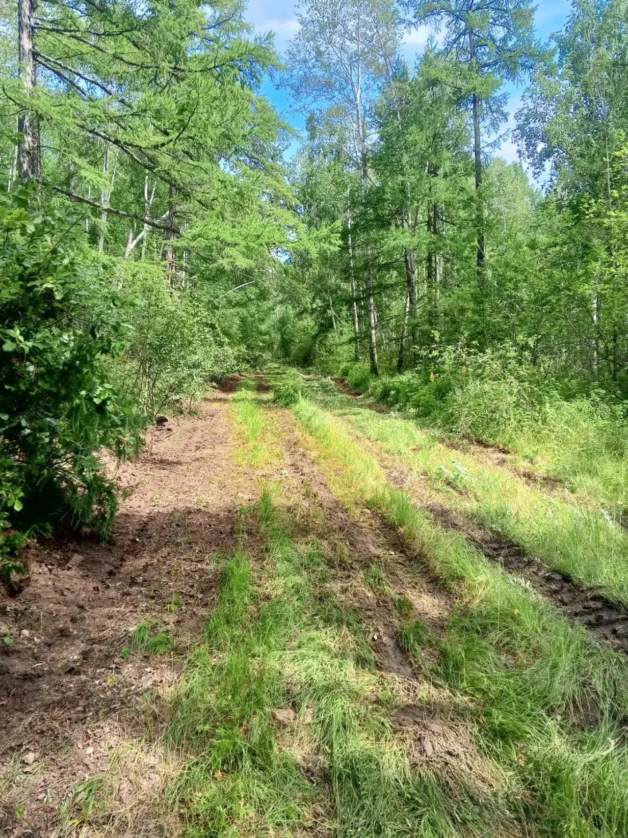 🌲🌳На 20 августа 2026 года лесопожарная обстановка в Забайкальском крае остаётся стаби...