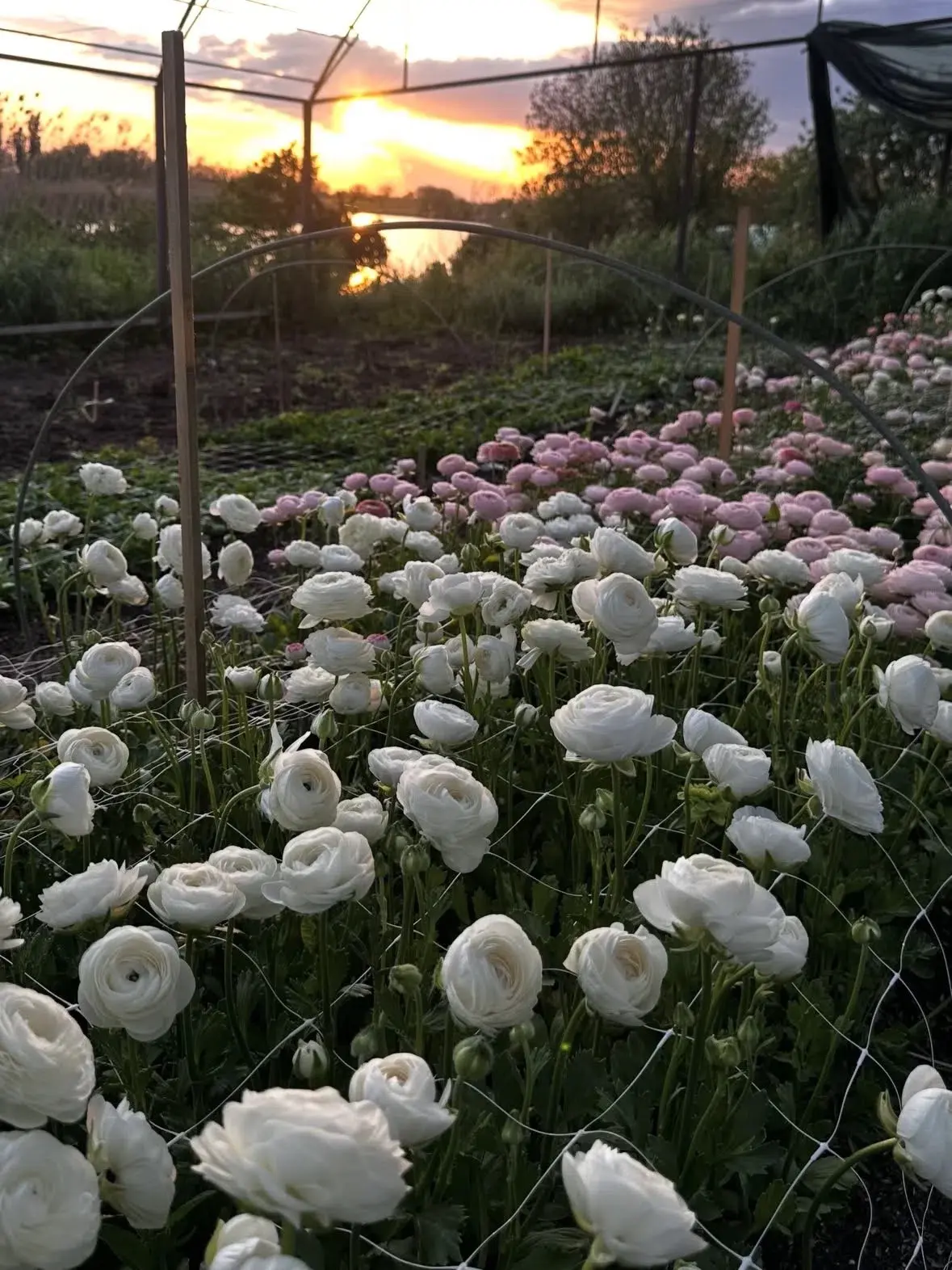 Когда закат встречает урожай: идеальная посадка ранункулюсов 🌸

У нас для вас магия на фото: закат 
