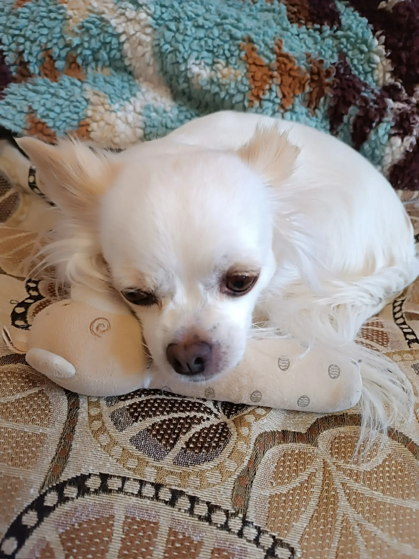 🐾💤🥰