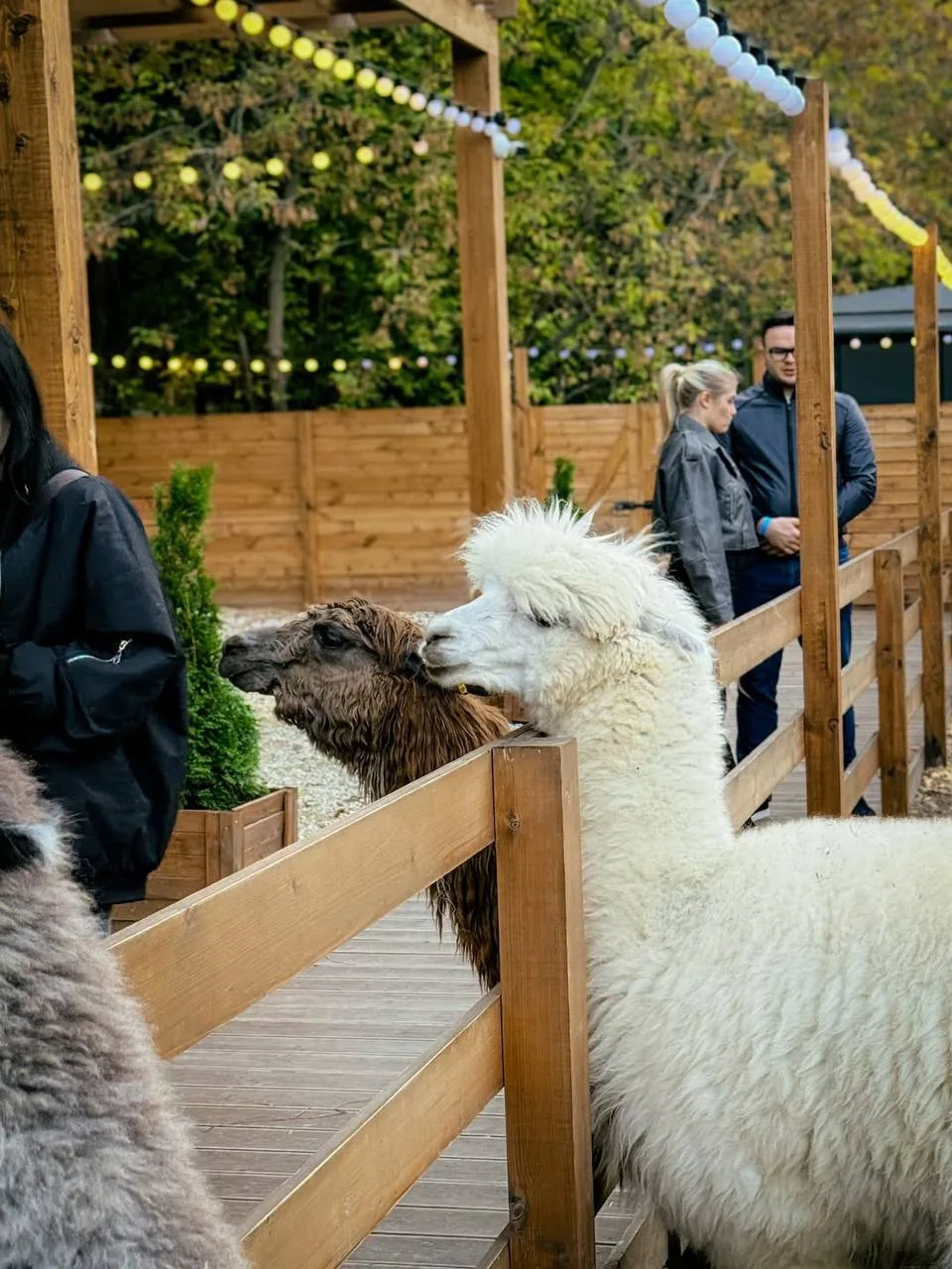 🦙 Познакомимся с альпаками в уютном парке?  Уютный парк альпак «Симба» расположен среди живописного 