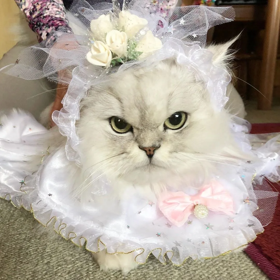 👰🏼‍♀️ Анны считаются лучшими жёнами, — эксперты