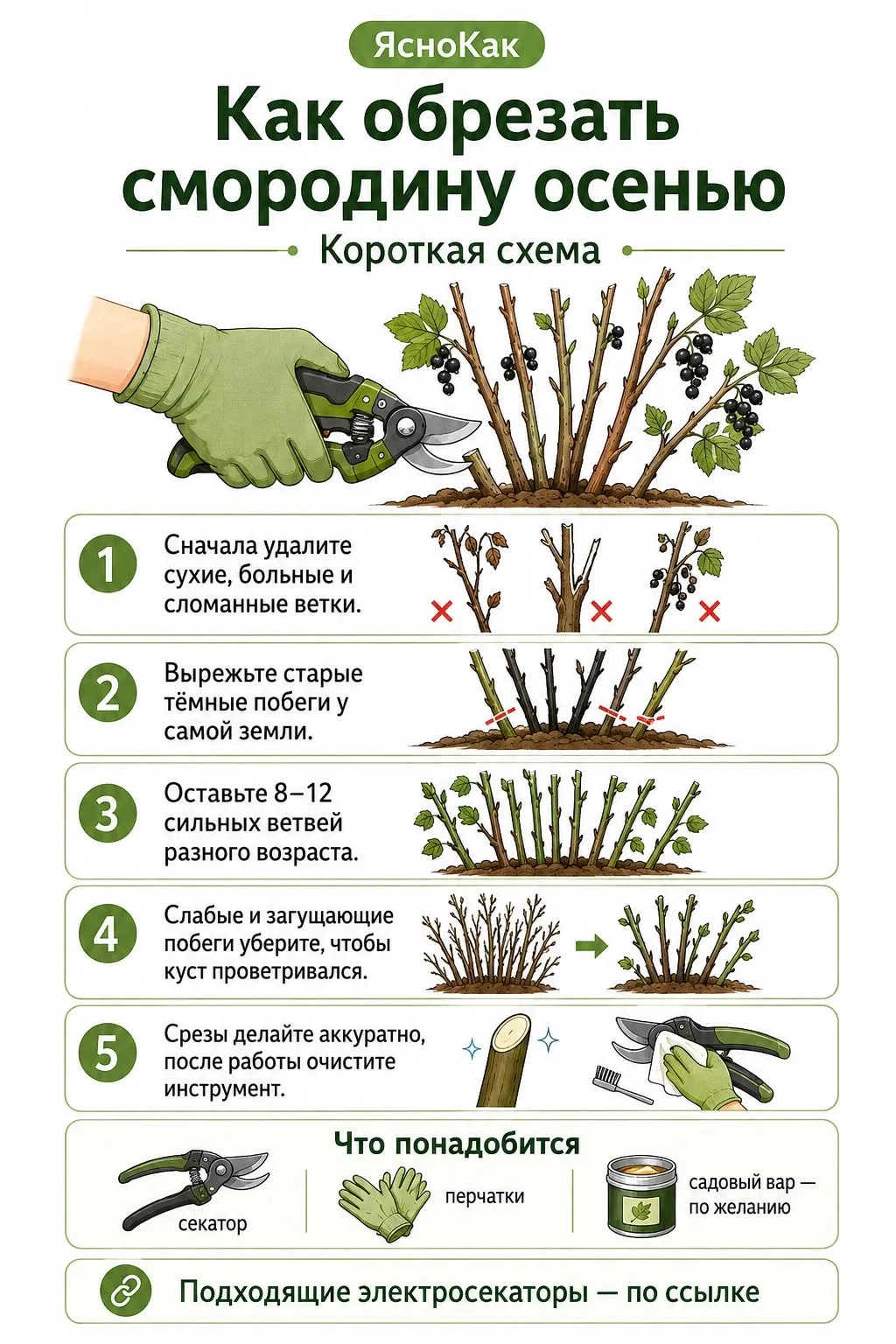 Обрезка смородины осенью