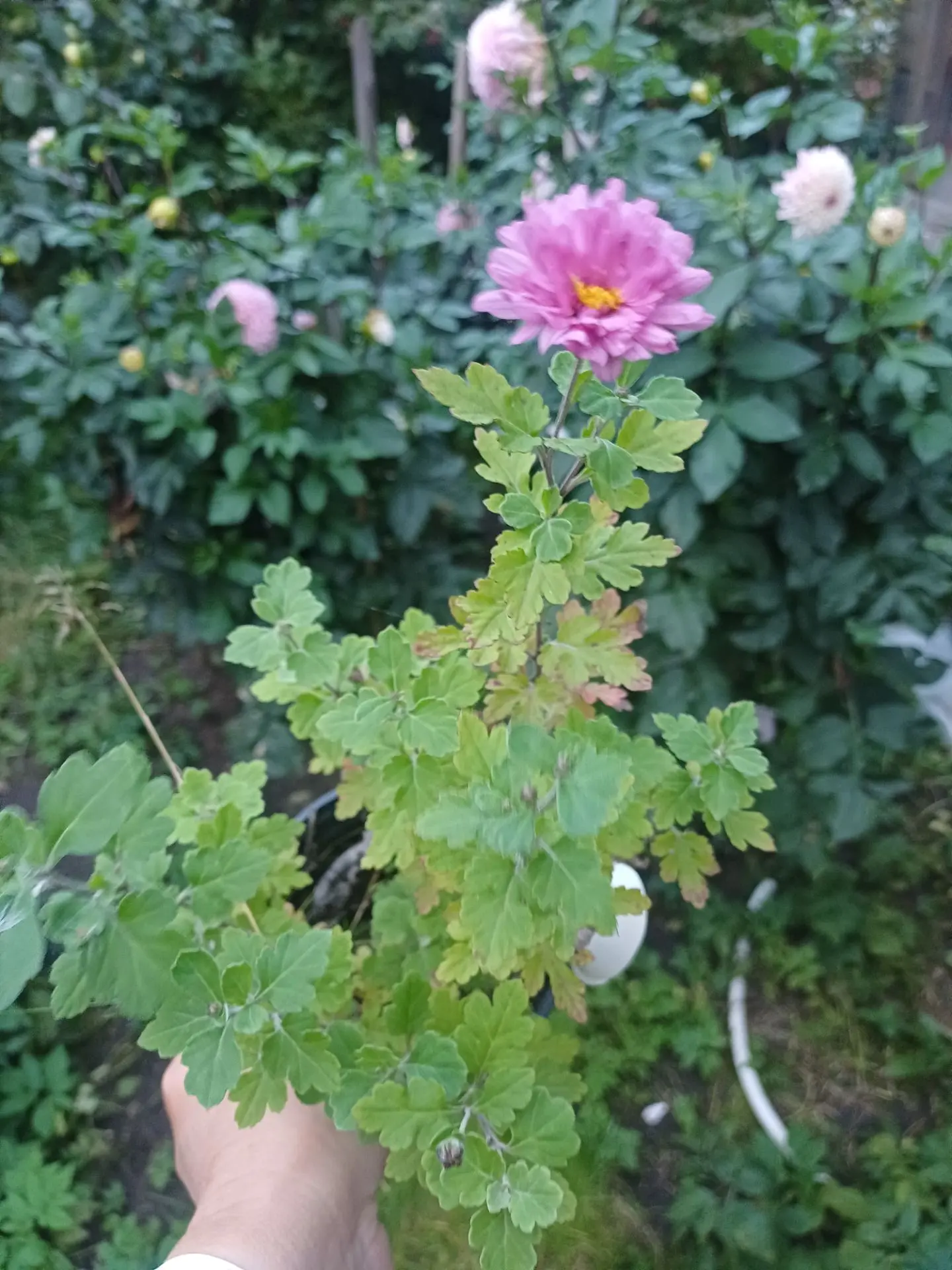 Саженцы в наличии