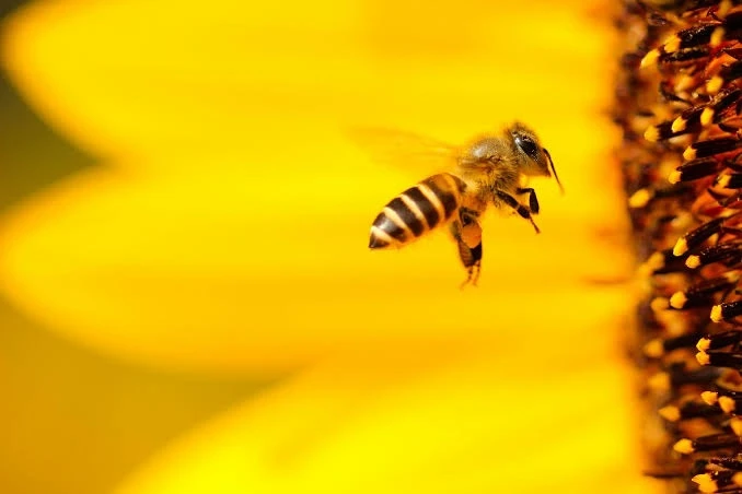 🐝 В России исчезают пчёлы  За десять лет число пчелиных семей снизилось почти на миллион, заявляют б