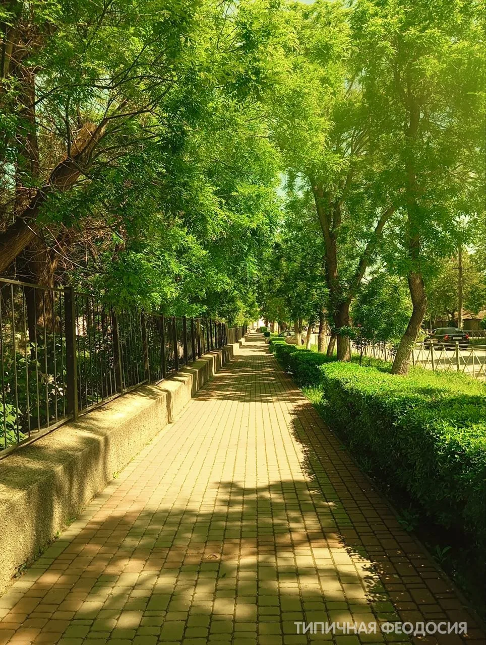🌳 Феодосия, улица Карла Маркса