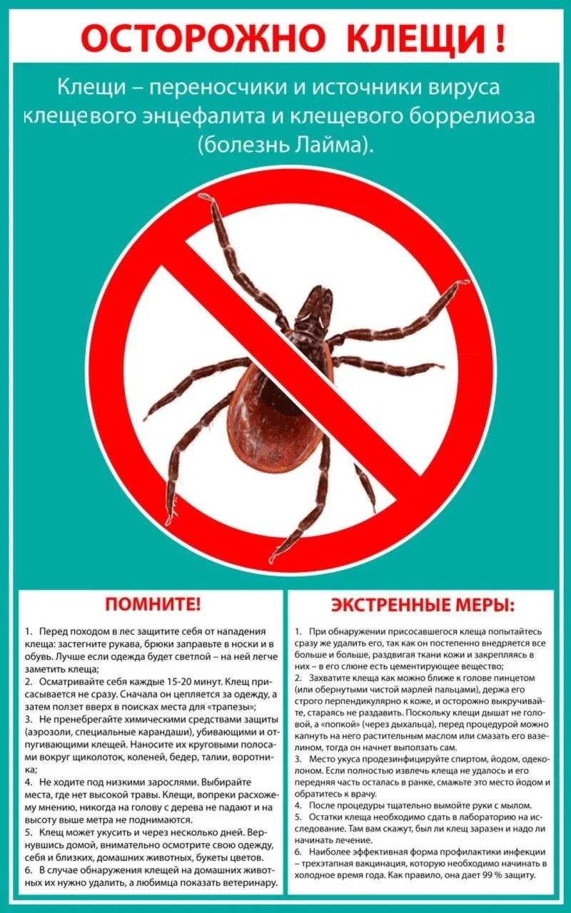 Что делать, если клещ присосался?