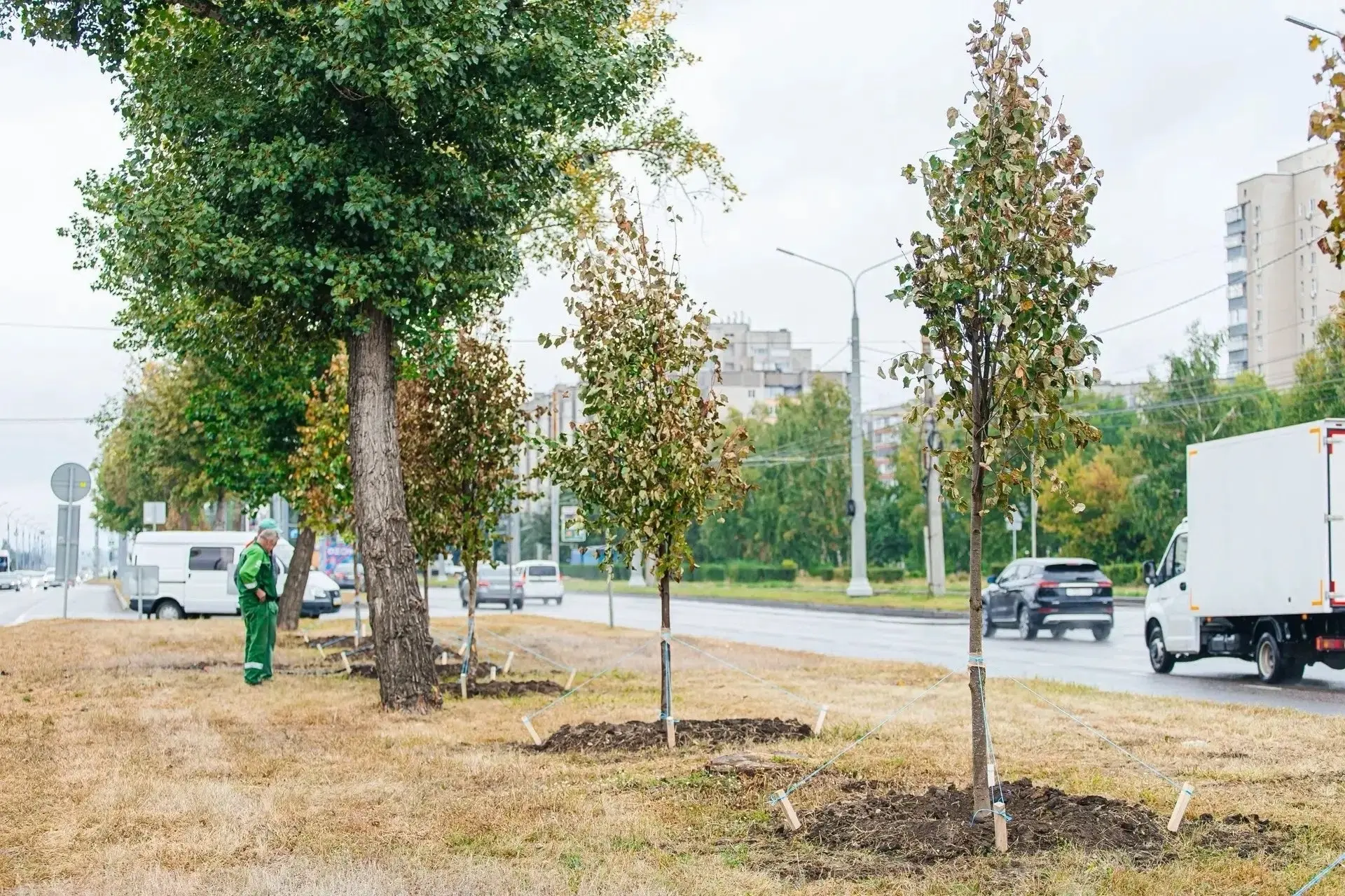 🌳 Катукова хотят превратить в липовую аллею