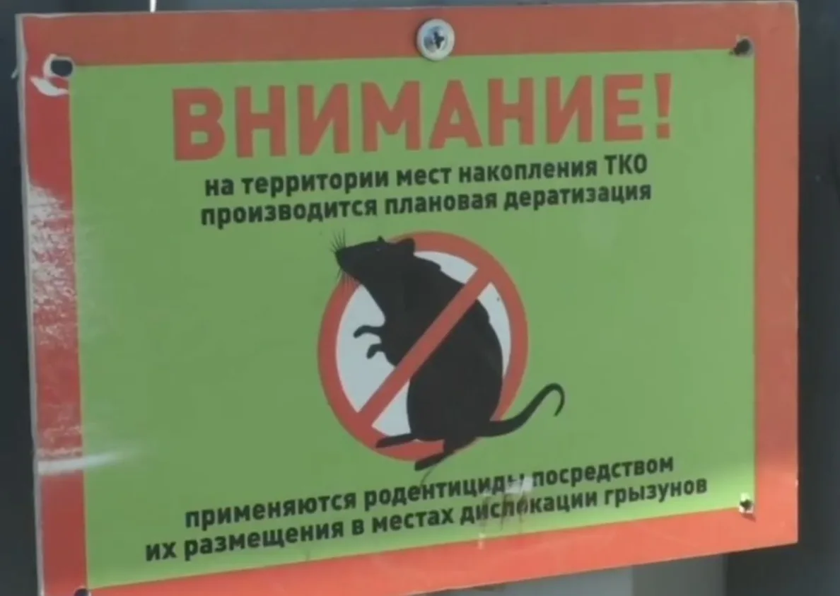 Было у Колымы две беды – чайки и медведи. Но в их дружную компанию бодро вступили крысы. 

Примерно 