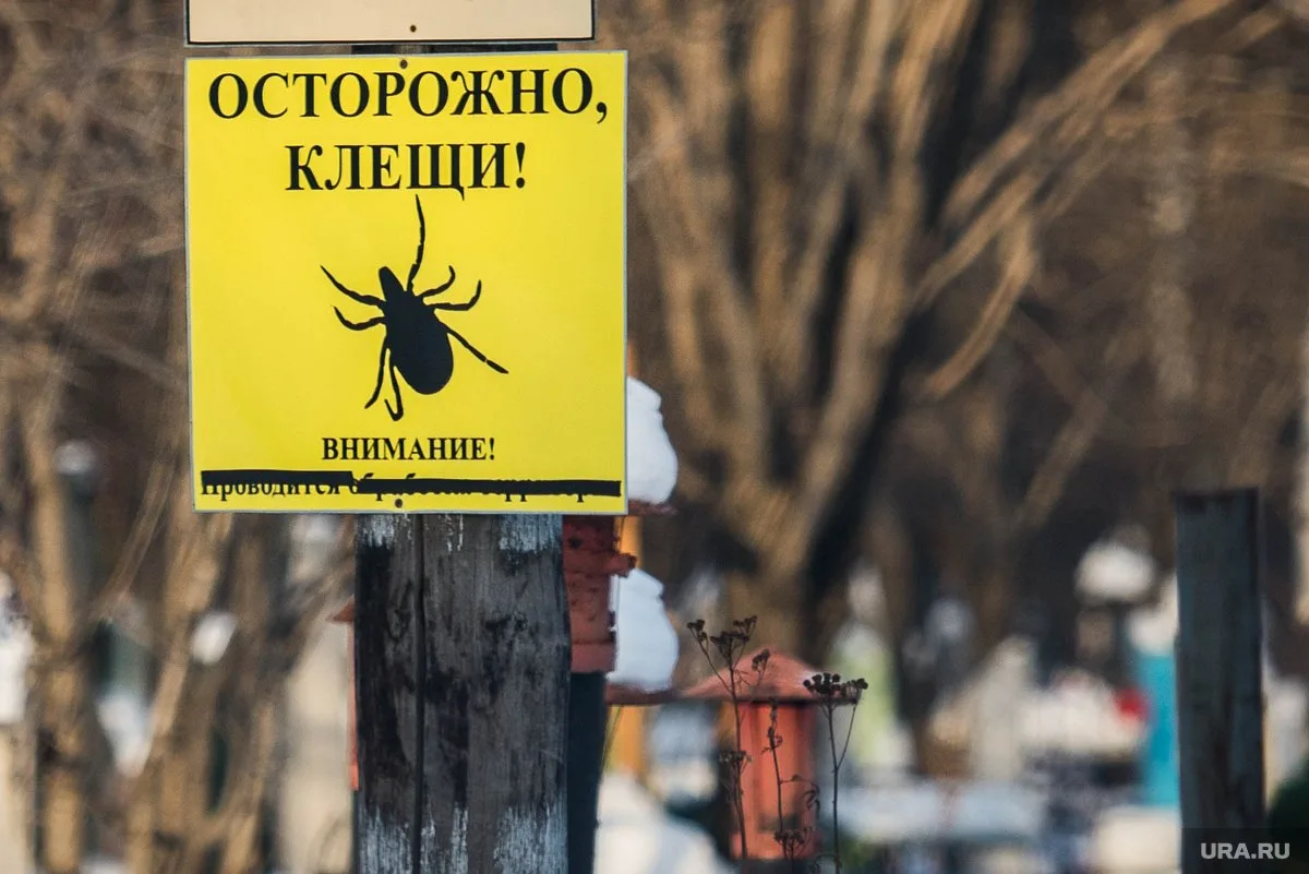 Первого пострадавшего от укуса клеща зарегистрировали в Магнитогорске.  Всего по области уже семь че