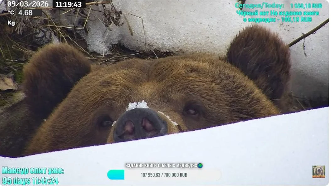 ☀️🐻Весне быть! Об этом сообщил Мансур, вышедший из зимней спячки. Впервые этот малыш п...