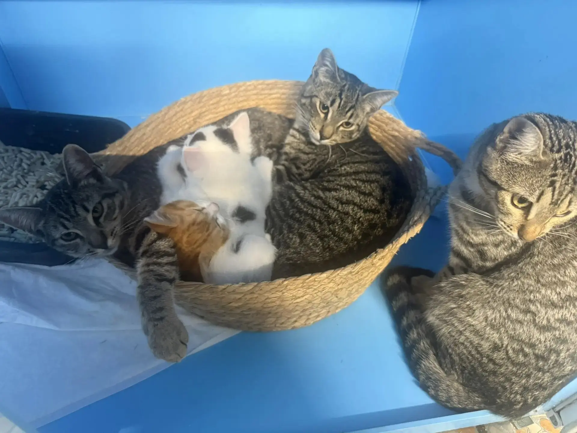 🐈 У малышей Тотоши и Тимоши появились целых три усатых няни, две тётушки и один заботл...