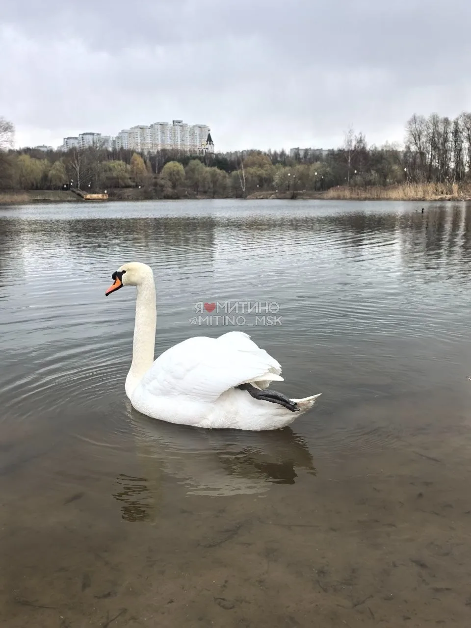 🦅 Митино: мечта орнитолога  📍Ландшафтный парк "Митино" ❓Каких ещё птиц встречали в парке?   Спасибо,
