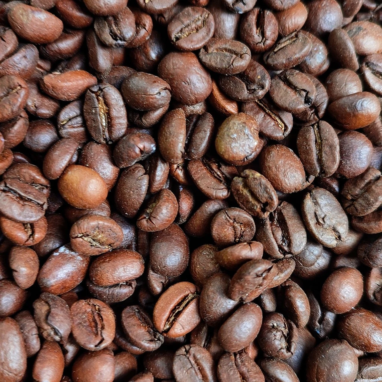 📰 В Италии впервые вырастили и собрали собственный кофе ☕