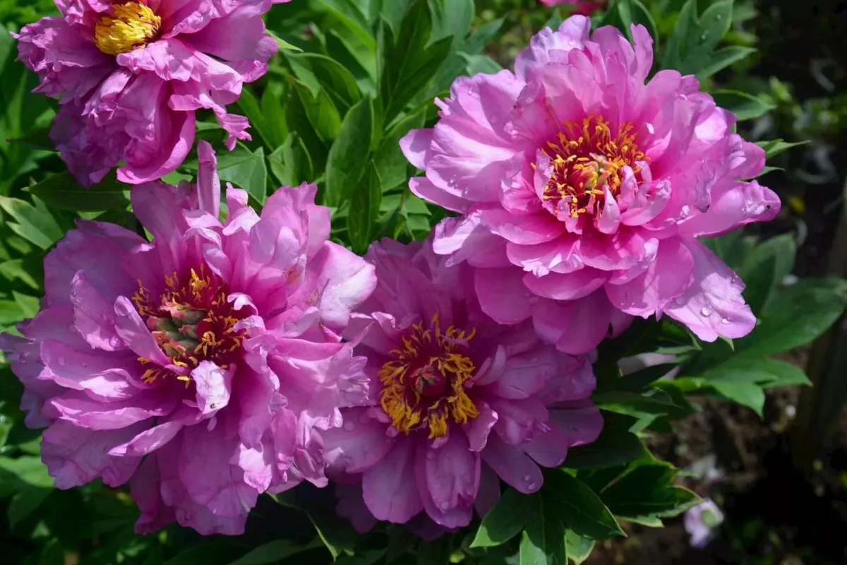 Пион Ито-гибрид «Фёрст Арривал» (Peony Itoh 'First Arrival')