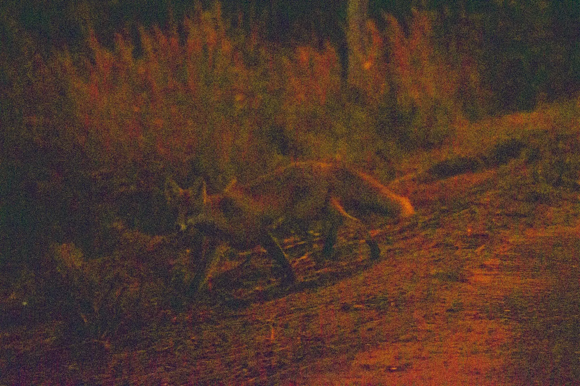 Просто три лисы на берёзовой 🦊🦊🦊