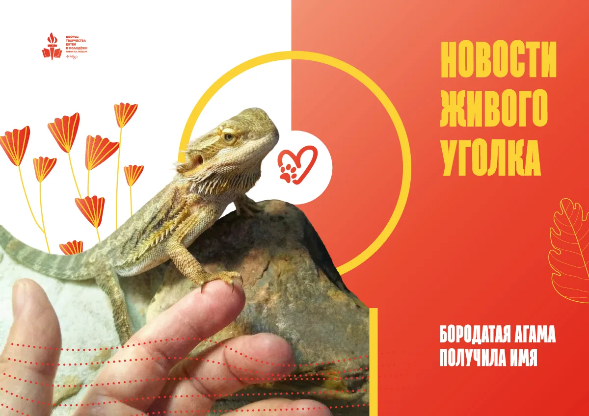 🌿 Новости живого уголка!

Помните нашего чешуйчатого красавца — бородатую агаму, с шипастой бородко