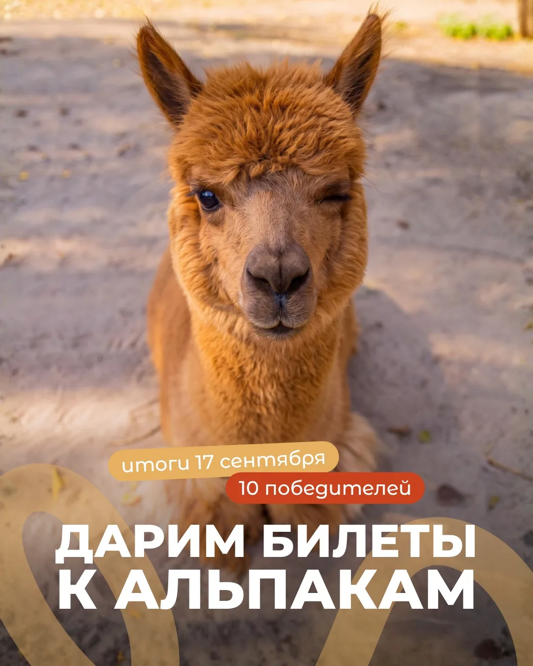 ⚡️ Дарим билеты к альпакам — участвуют все города сети «Пача Мама»