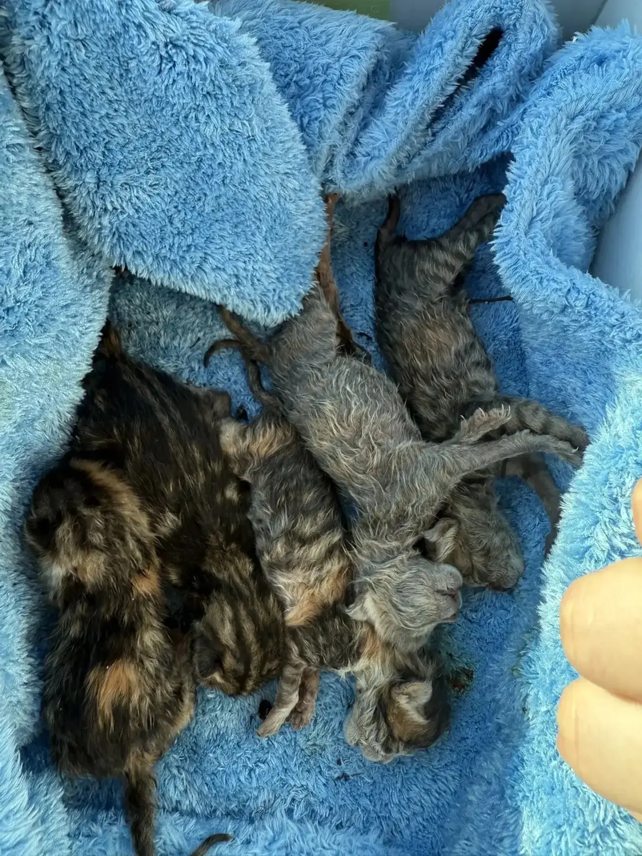 Срочно нужна кормящая кошка!!! 
8-982-762-30-84