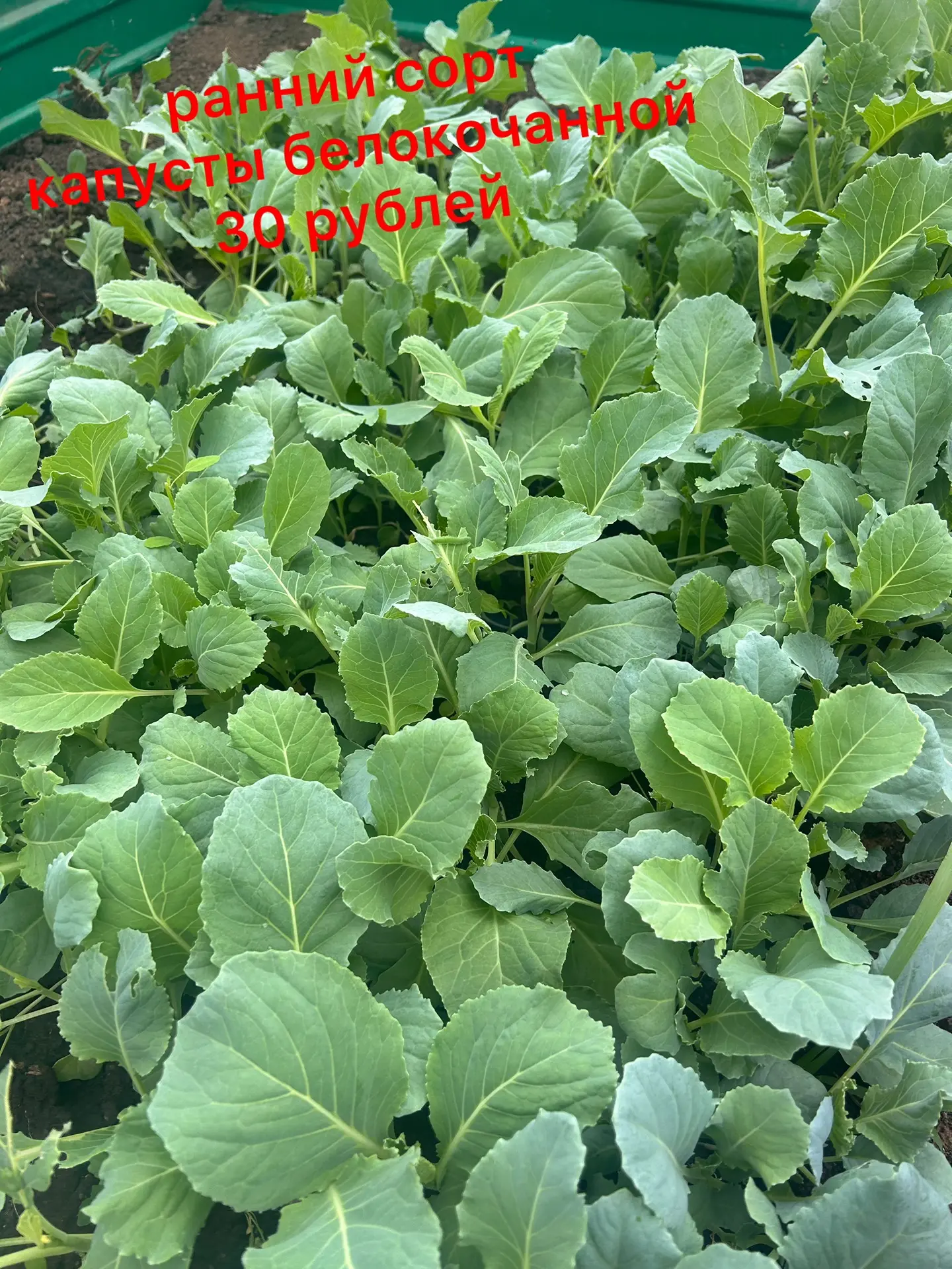 Кэбестэ усентелэре бар. 89393406635