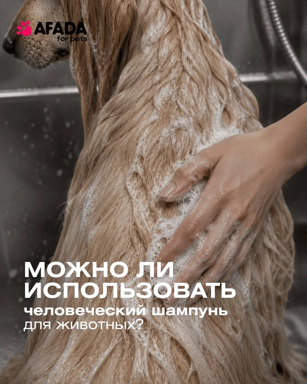 Можно ли мыть собаку человеческим шампунем? 🤔