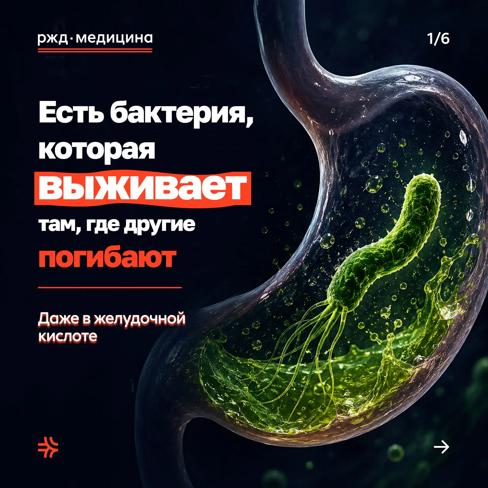 🧬 Скрытый враг вашего желудка

Знакомьтесь, это Helicobacter pylori. 

Она умеет выживать в кислоте