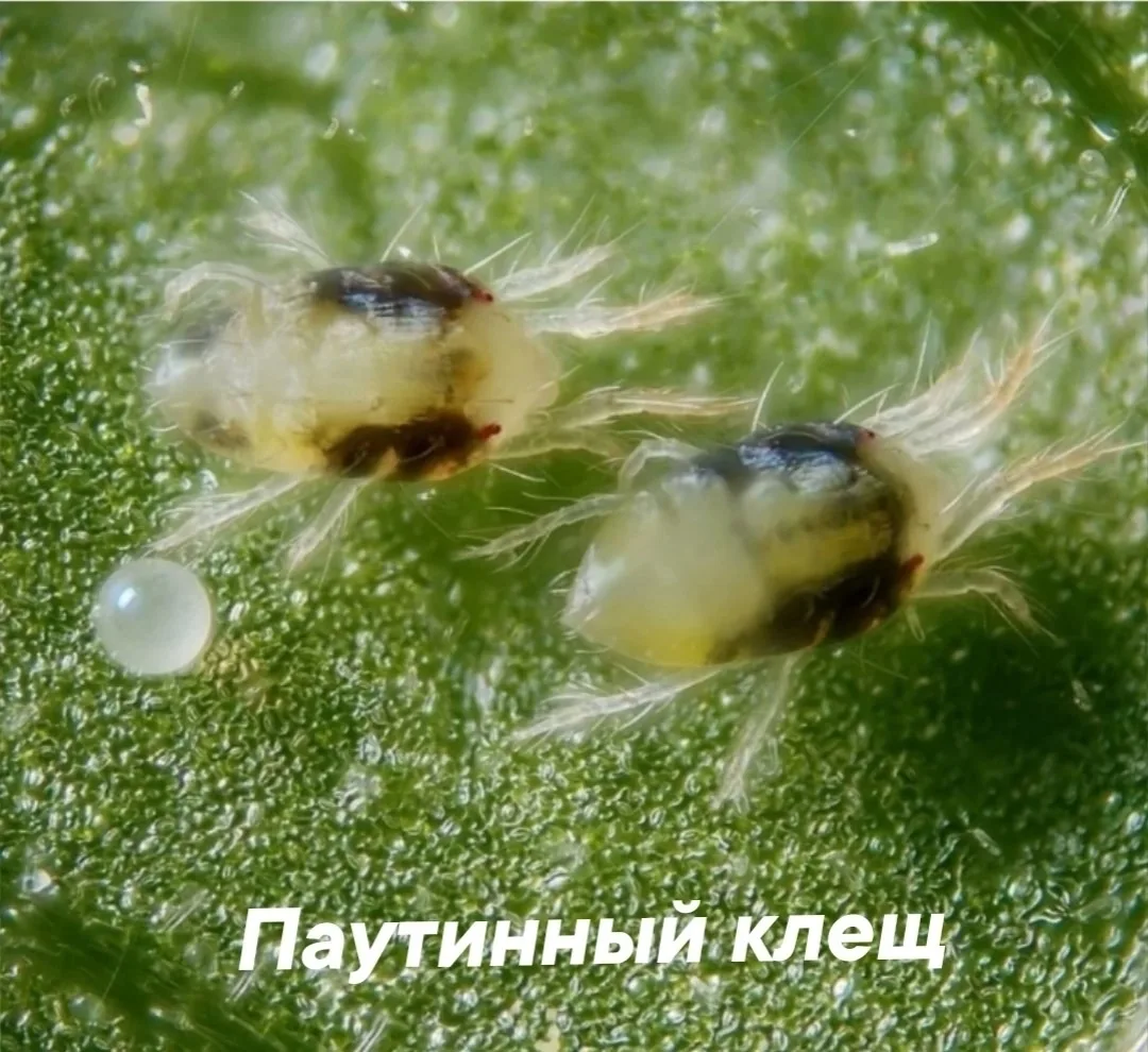 🕷🕷🕷Ловите ТОП БЕЗОПАСНЫХ ПРЕПАРАТОВ от ПАУТИННОГО КЛЕЩА на овощных культурах.