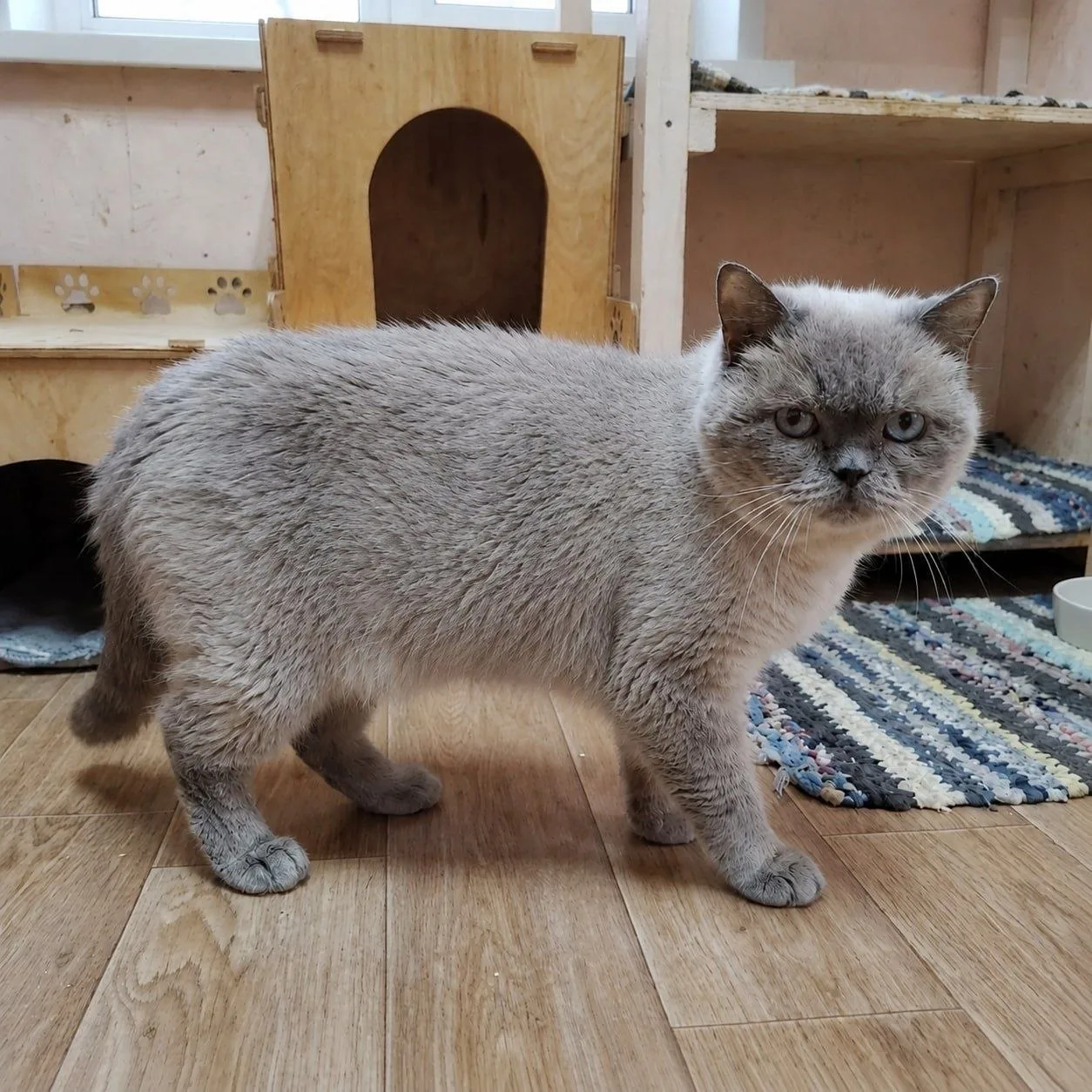 💖 Буся - кошечка с очень необычной внешностью 🐾