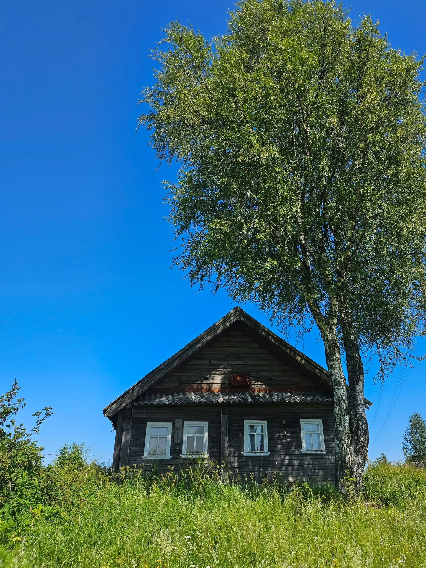 Летние деревенские сюжеты из Вепсского леса 🏡