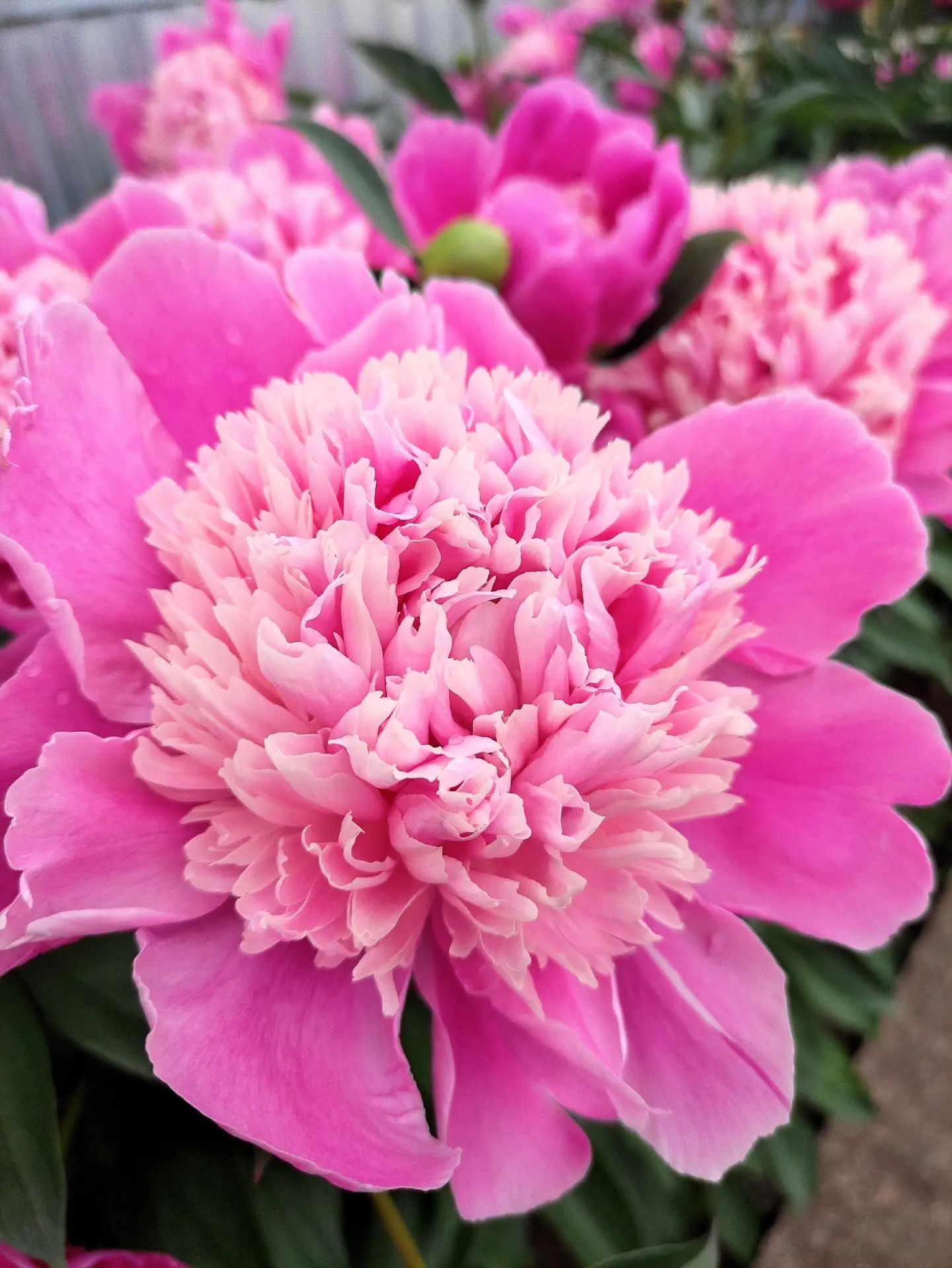 🌸Пионы-это любовь с первого взгляда и до последнего лепестка🌸🤍🌸Раиля Сибагатова