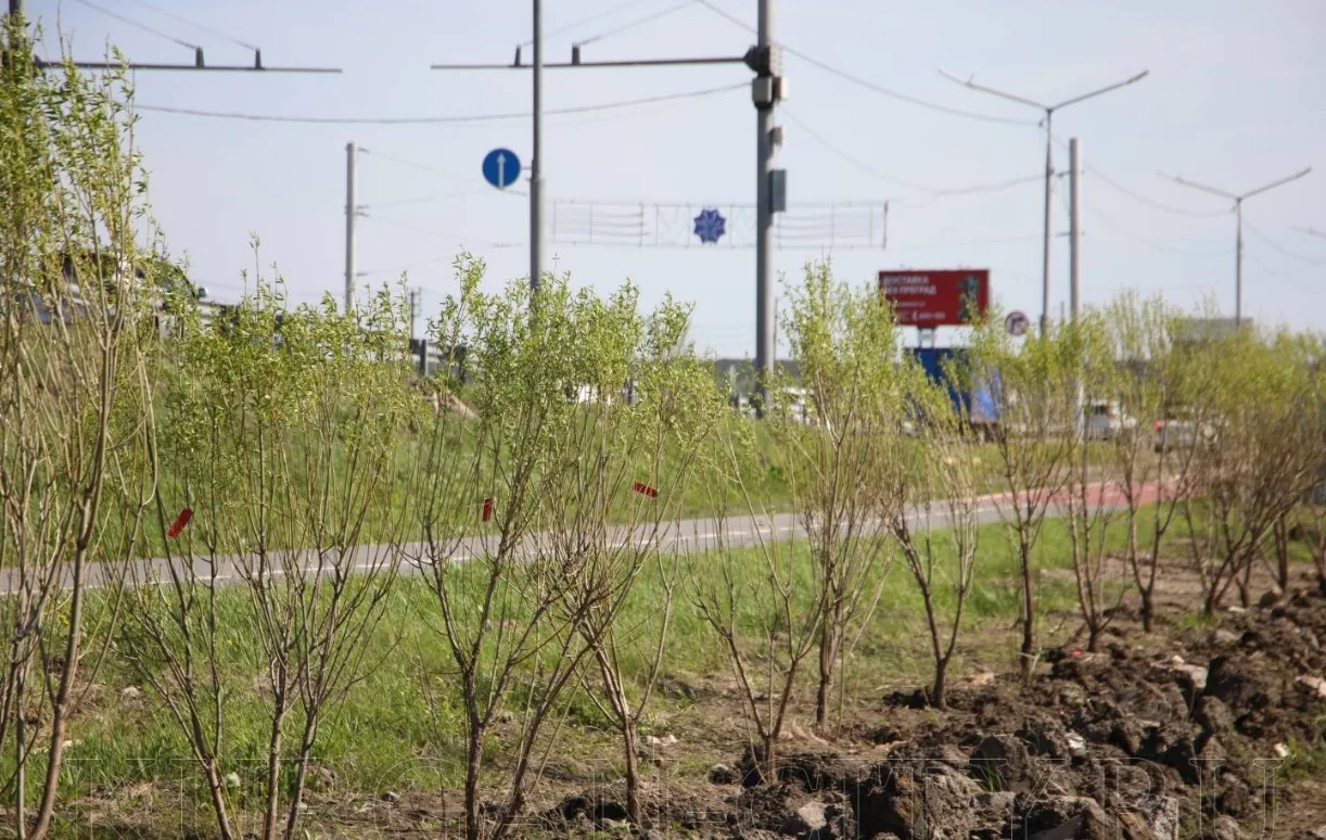Мультиштамбовые ивы и пирамидальные тополя украсят городские территории  Весенняя озеленительная кам