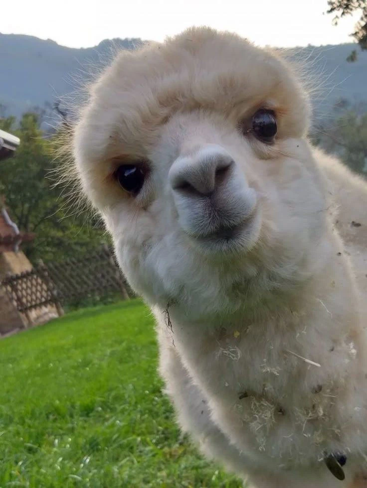🦙😊