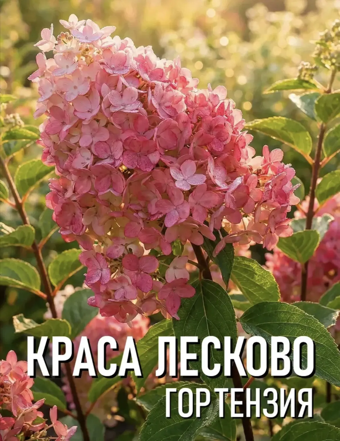 Гортензия Краса Лесково