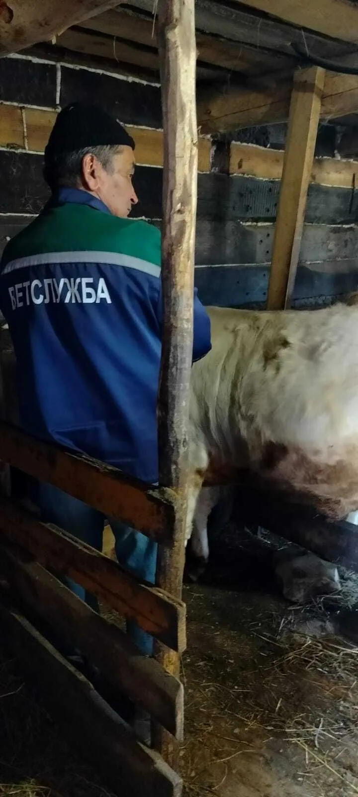 💉 Вакцинация животных специалистами Игнатовского ветеринарного участка.