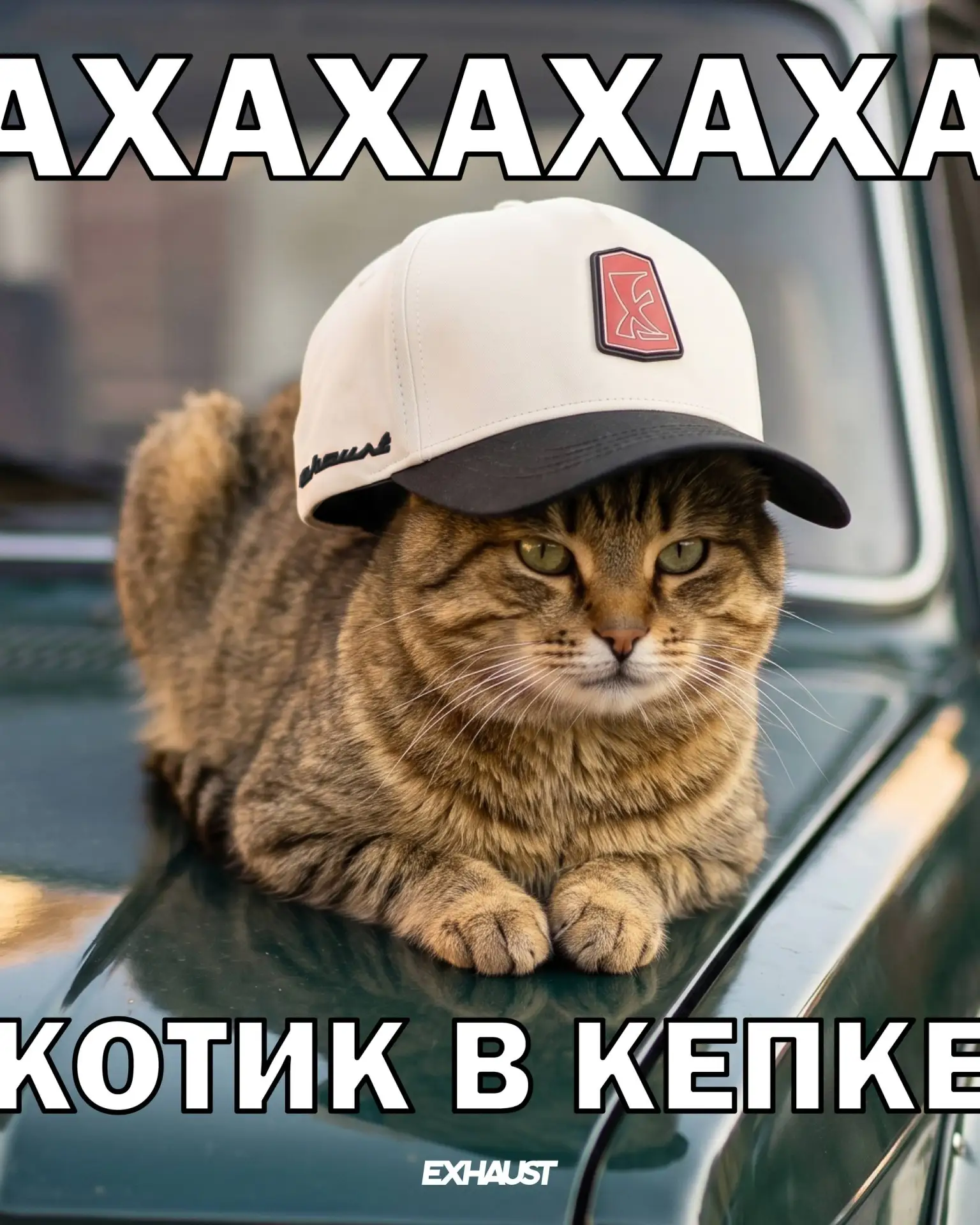 Есть что-то лучше мемов с котиками?🤩