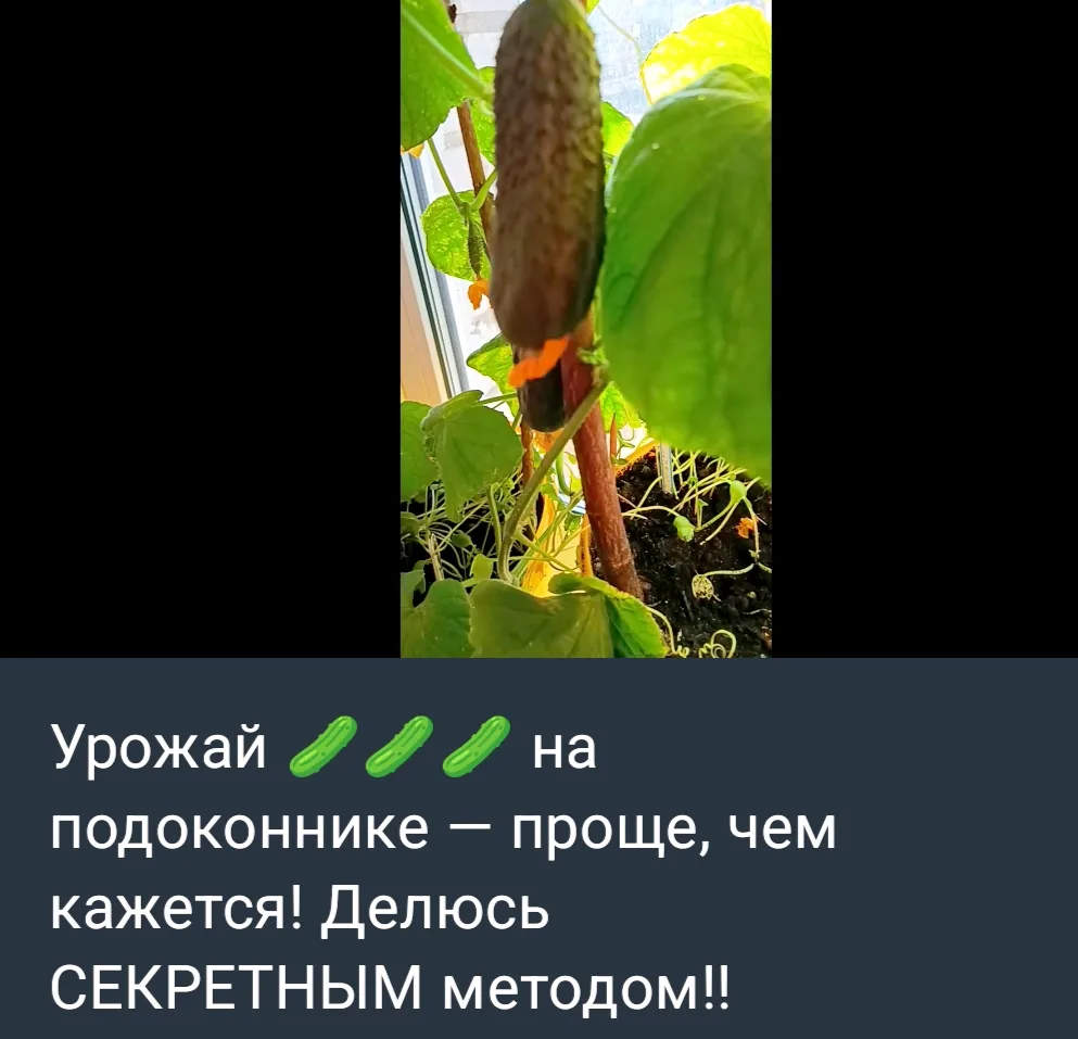 На Рутуб рассказываю свой СЕКРЕТ -- как ращу огурцы на подоконнике! 
😍 Какой простой лайфхак стоит 
