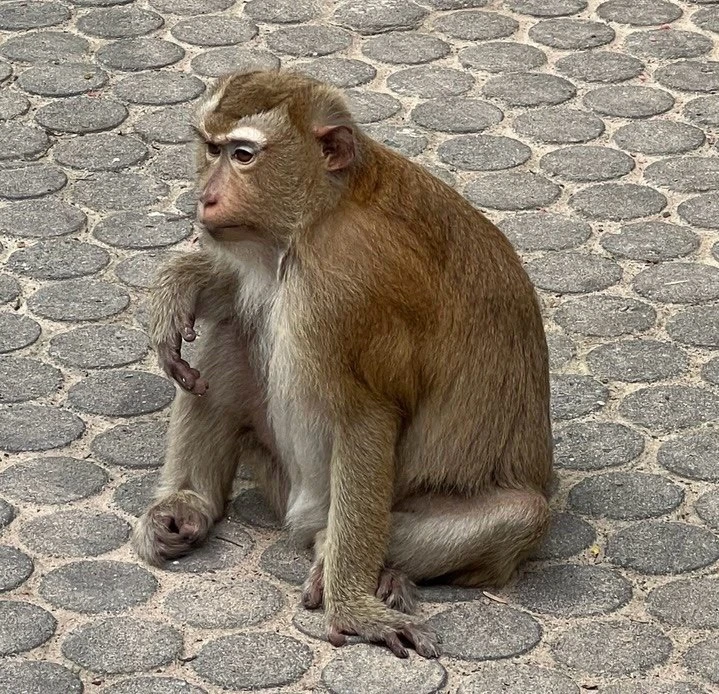 🐒 Обезьяны на Пхукете: милые соседи или дикие животные?