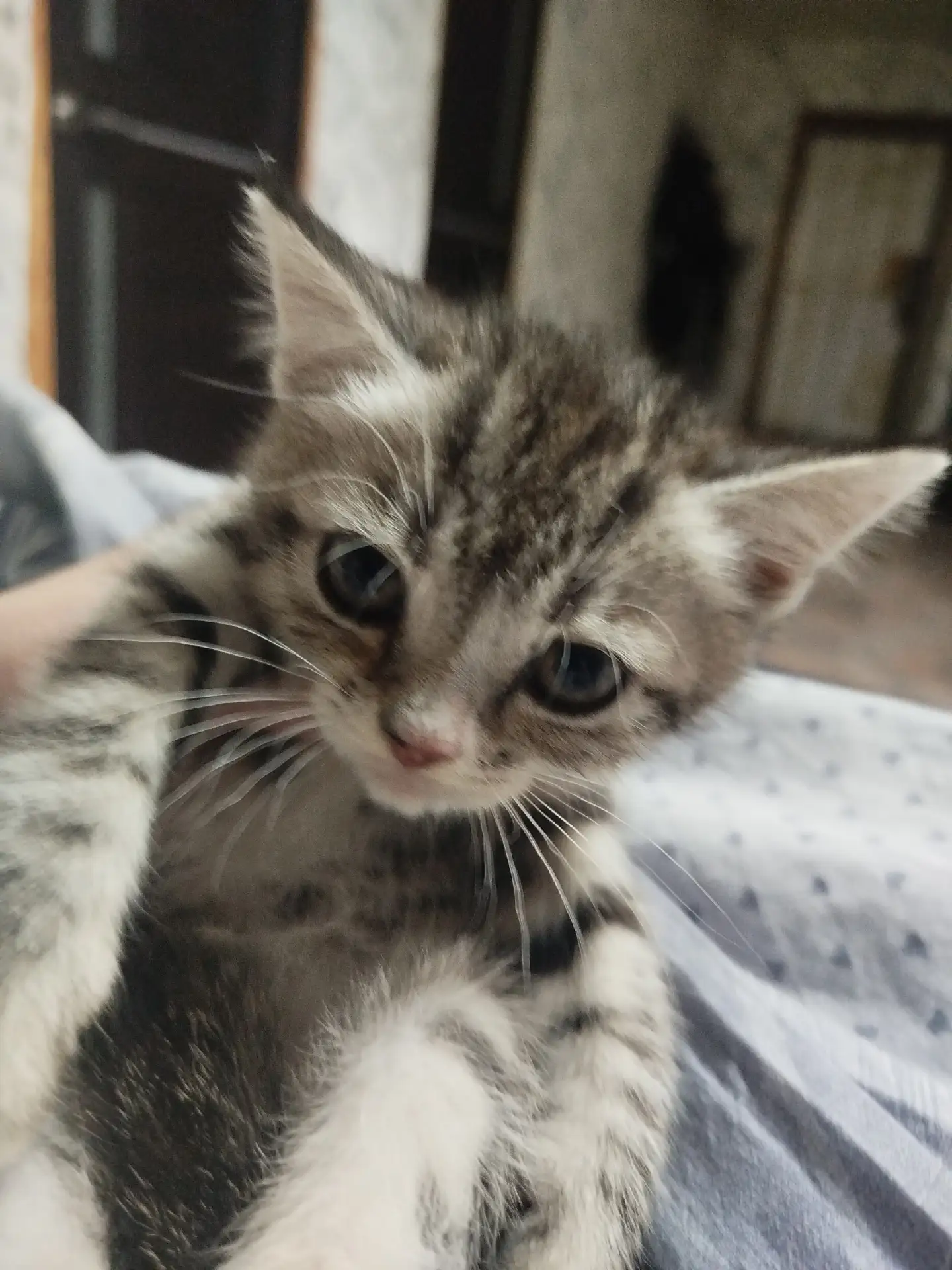 Прямоухие котята 2 шотландский котенка девочки. В еде не прихотливы едя все. В лоток хо...