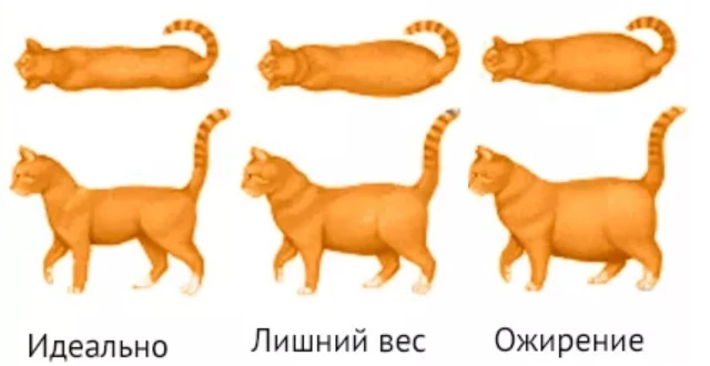 Толстый или пушистый? Как понять, что у кота лишний вес 🔎