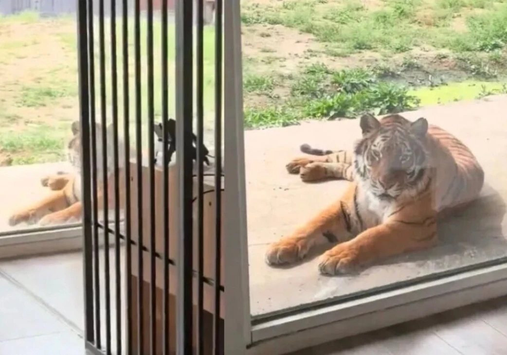 Номер с видом на... тигров  В зоопарке Hesheng Forest Zoo в провинции Хэнань появились гостиничные н