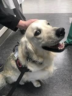 🐶 В Самарской области собак обяжут регистрировать
