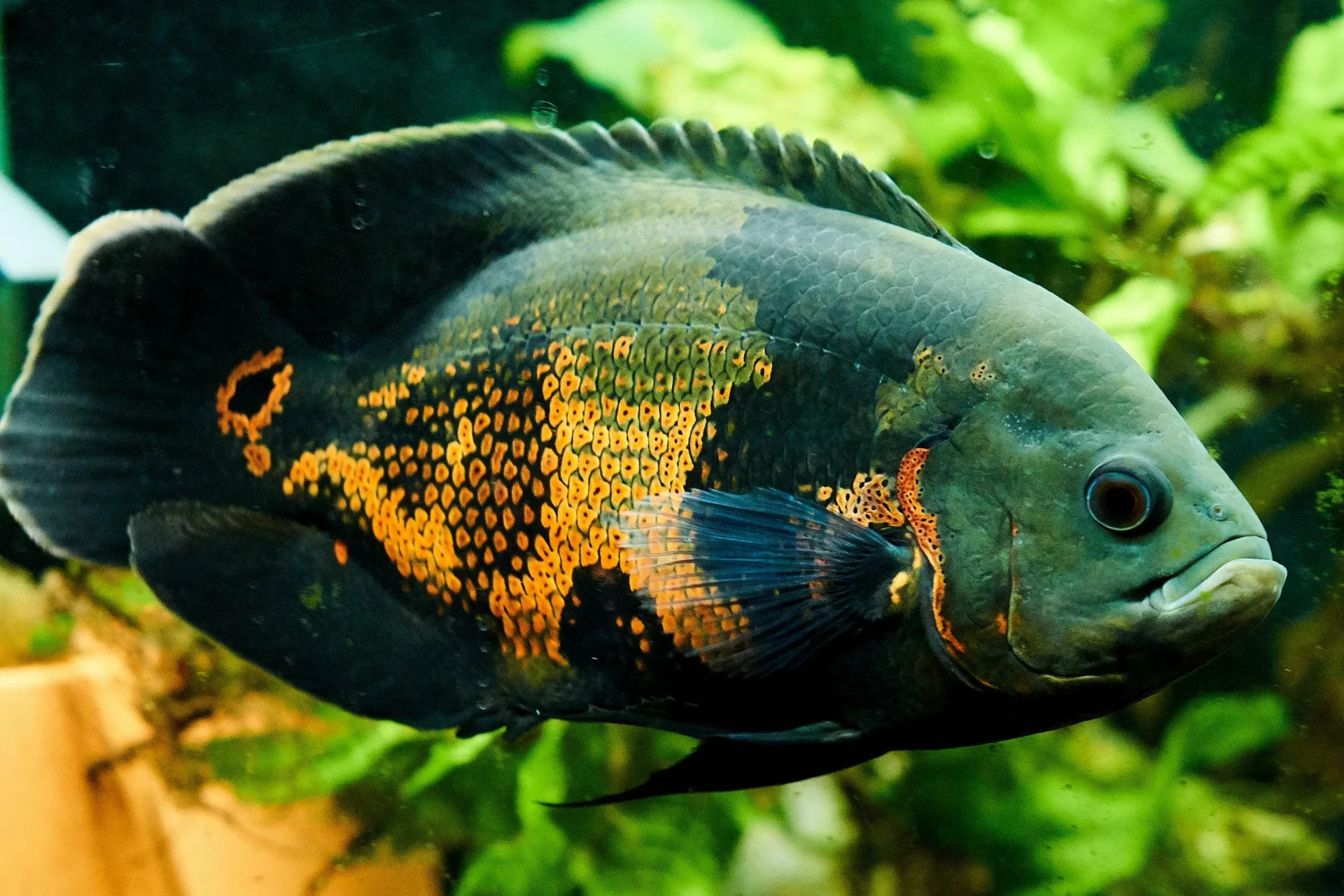 🐠 Добро пожаловать в самое уютное сообщество аквариумистов Владимира! 🐠