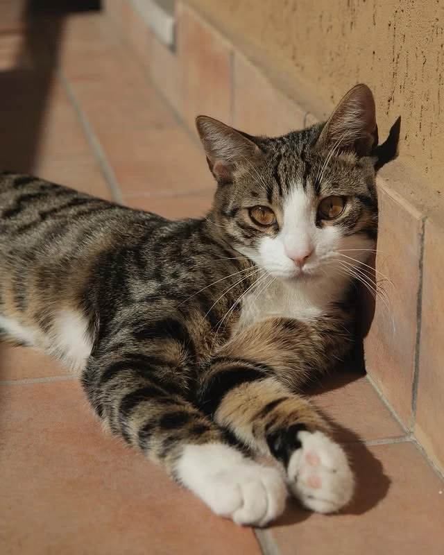 #КотикПодписчика 🥰
