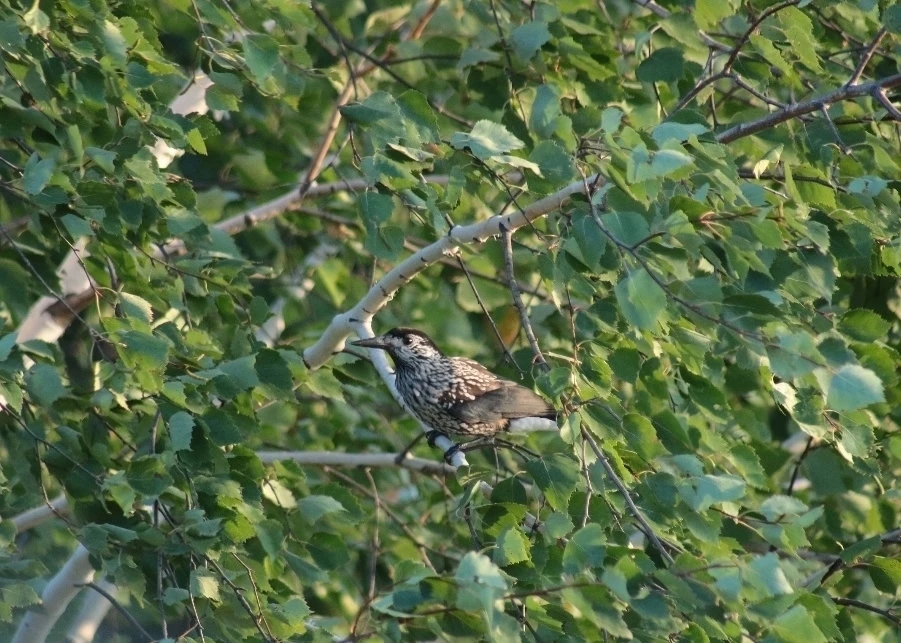 В нацпарке «Башкирия» впервые за много лет заметили нашествие кедровок 🐦