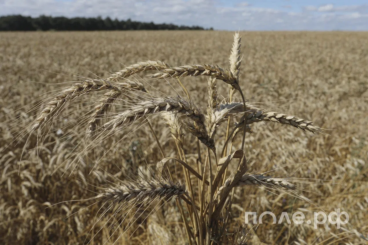 🌱 Новое подразделение ЦОК АПК заработало в порту Усть-Луга Ленинградской области