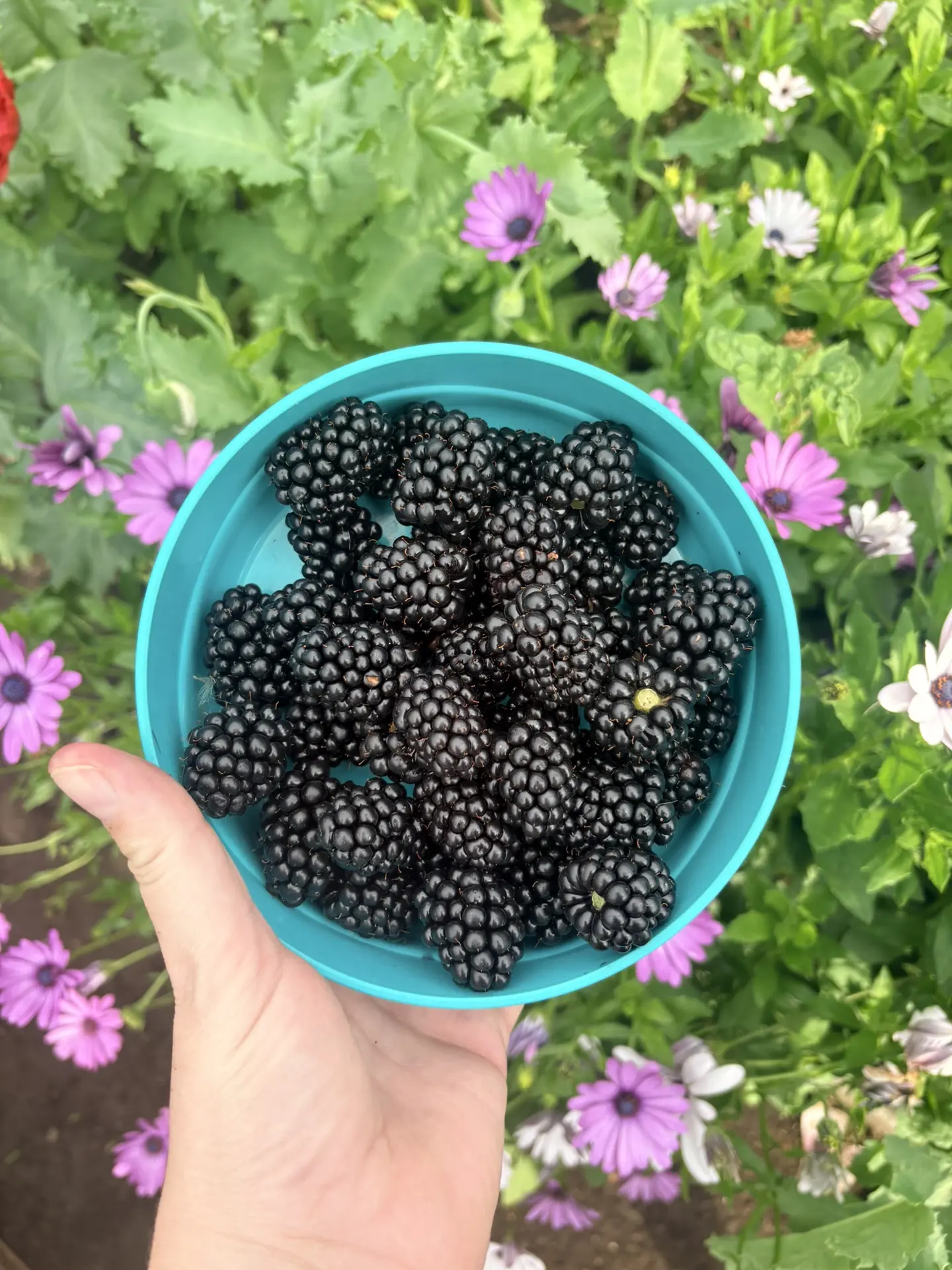 Доброе утро, наши любимые садоводы! 🌞🍇