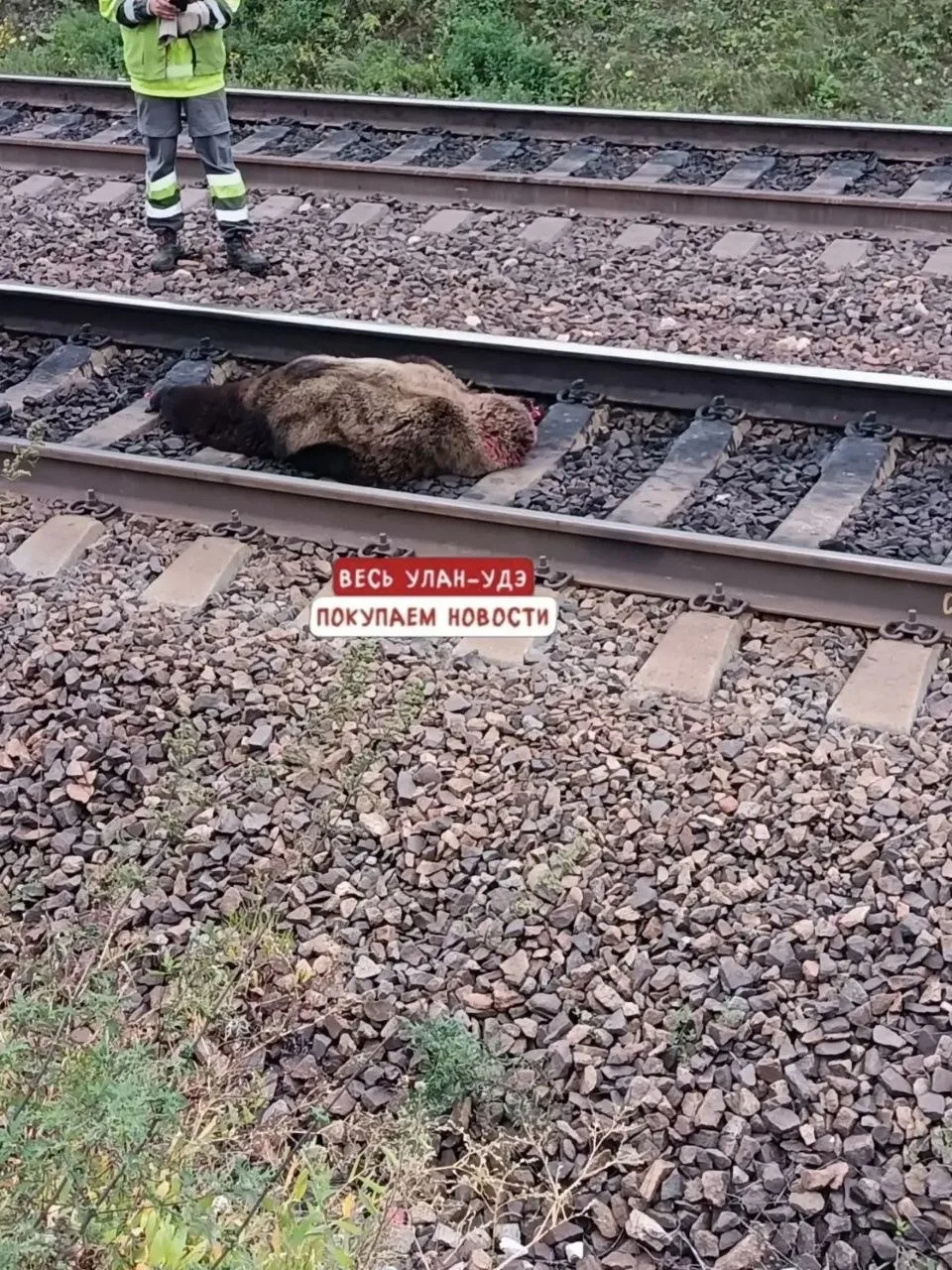 😱 Поезд сбил медведя на ст Лесовозной в р-не п Ильинка