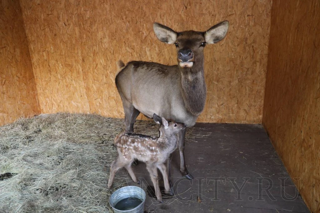 🦌 В парке альпак в Кургане родился малыш-марал
