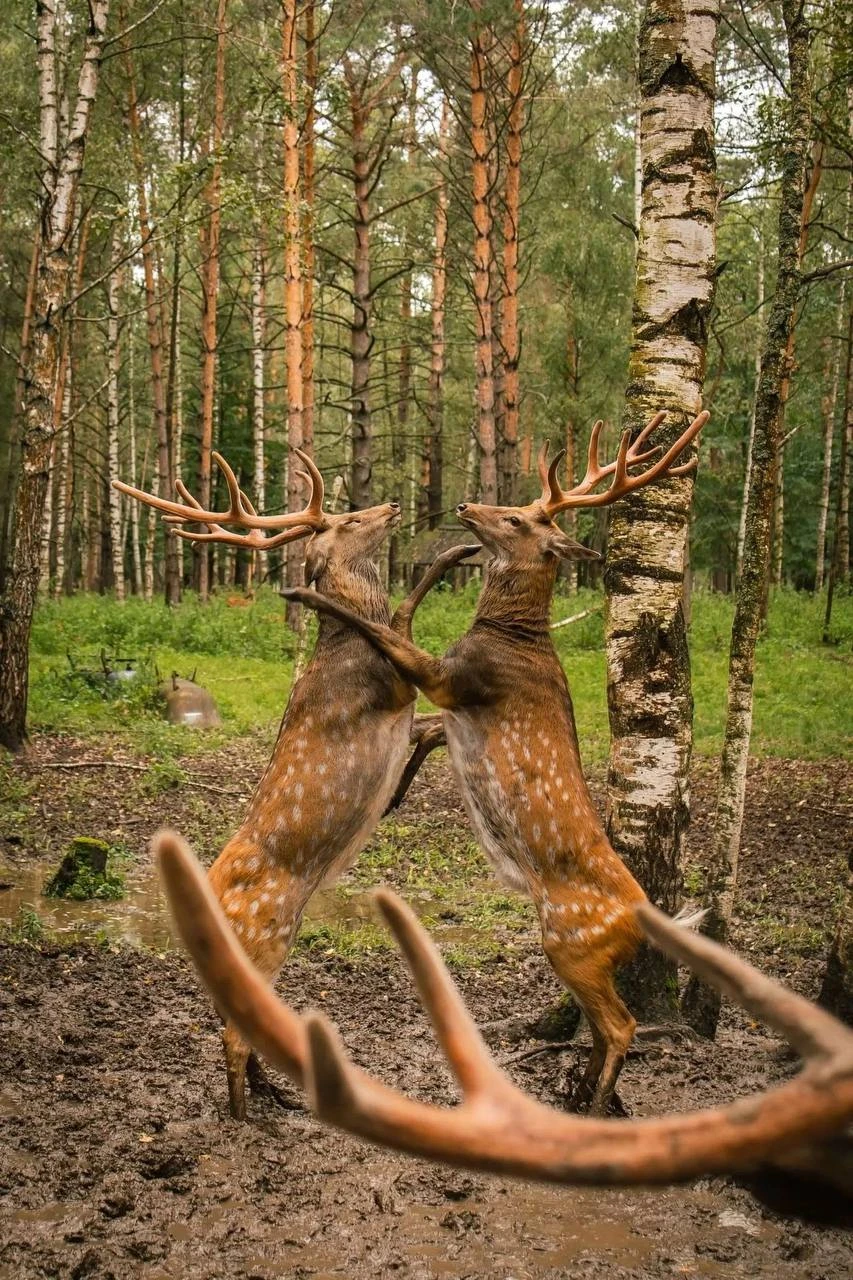 Жители Копорья, большие и маленькие.