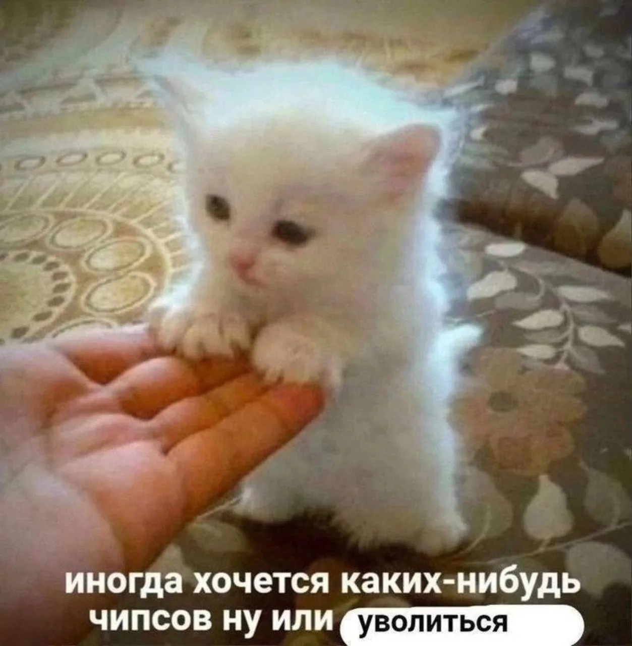 Мемы каждый день • Подписаться